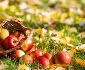 обоя еда, Яблоки, осенние, дары, листья, осень, фрукты
