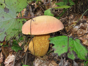 Картинка природа грибы листья гриб ветки