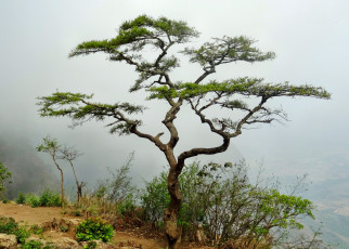 Картинка природа деревья дерево туман горы
