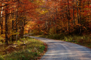 Картинка природа дороги дорога лес осень