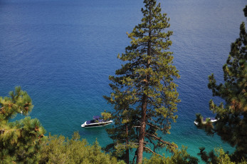 Картинка озеро tahoe nevada сша природа реки озера деревья кусты lake