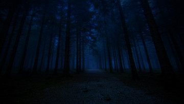 Картинка природа лес ночь