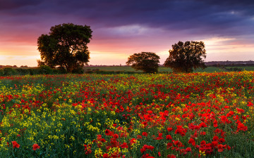 Картинка природа луга маки поле цветы англия лето вечер деревья рапс