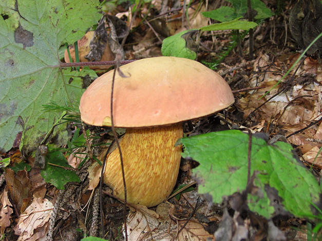 Обои картинки фото природа, грибы, листья, гриб, ветки