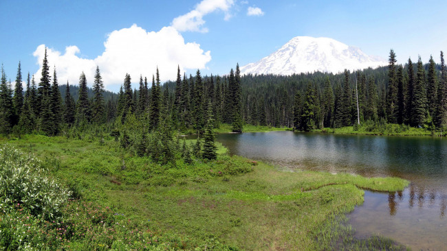 Обои картинки фото mount, rainier, national, park, usa, washington, природа, реки, озера, кусты, лес, трава, озеро, ели