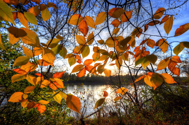 Обои картинки фото природа, листья, осень, вода