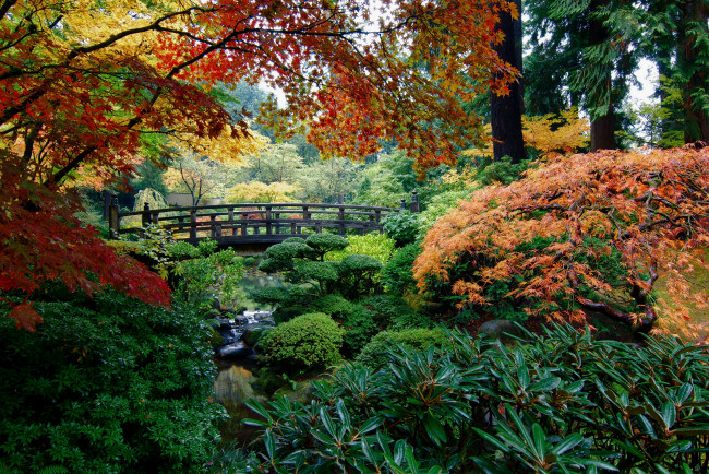 Обои картинки фото portland, japanese, garden, сша, природа, парк, сад, река, мостик, осень, деревья