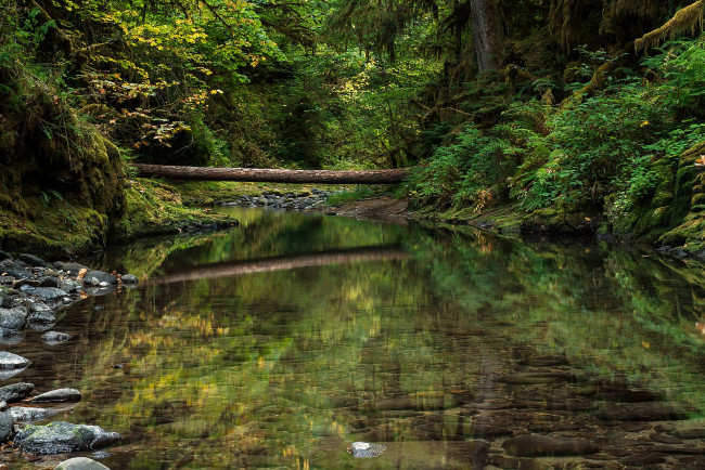 Обои картинки фото природа, реки, озера, деревья, лес, речка