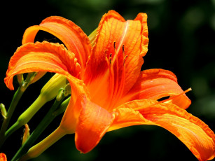 Картинка цветы лилии +лилейники яркий оранжевый лепестки