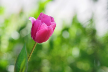 Картинка цветы тюльпаны розовый