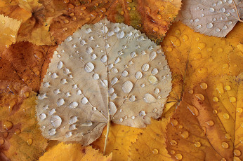 Картинка природа листья капли осень autumn leaves