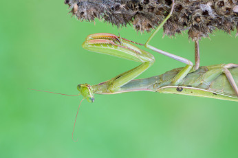 Картинка животные богомолы зелёный богомол насекомое макро фон cristian arghius