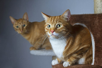 Картинка животные коты пара домик рыжие