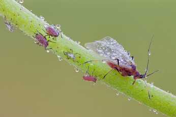 Картинка животные насекомые cristian arghius макро фон зелёный капли тля утро роса