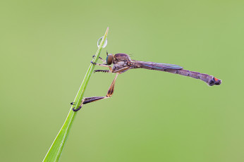 Картинка животные насекомые макро утро росинка фон насекомое травинка cristian arghius
