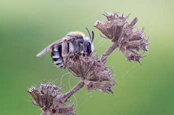 Картинка животные пчелы +осы +шмели фон шмель травинка макро cristian arghius