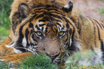 Картинка животные тигры детёныш бревно ветка амурский котёнок кошка тигр