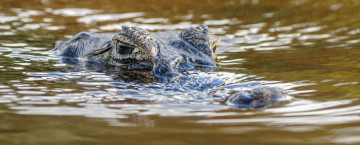 Картинка животные крокодилы хищник глаза вода
