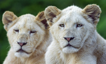 Картинка животные львы любовь львица кошки пара
