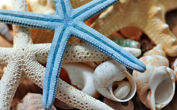 Картинка разное ракушки +кораллы +декоративные+и+spa-камни морская звезда макро