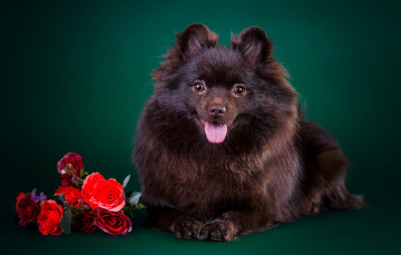 Картинка животные собаки шпиц щенок цветы