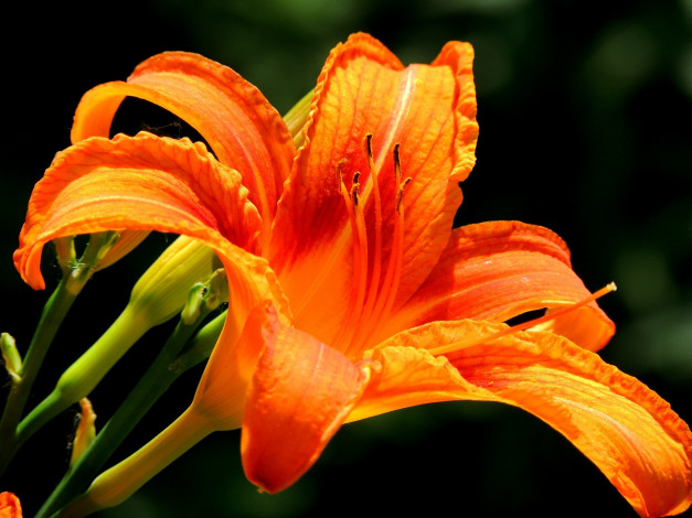 Обои картинки фото цветы, лилии,  лилейники, яркий, оранжевый, лепестки