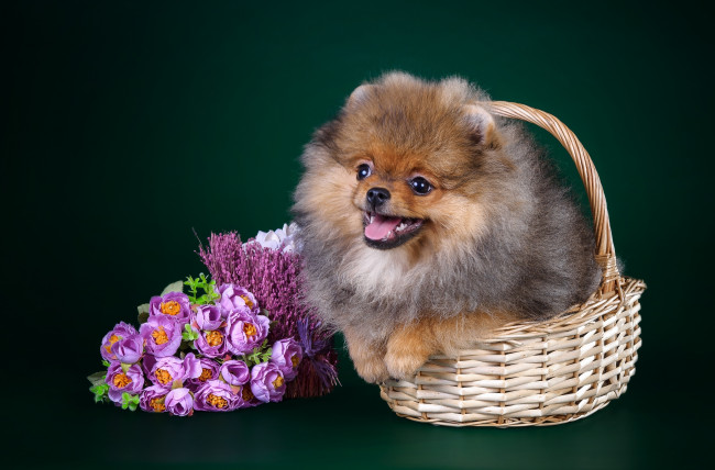 Обои картинки фото животные, собаки, цветы, щенок, шпиц