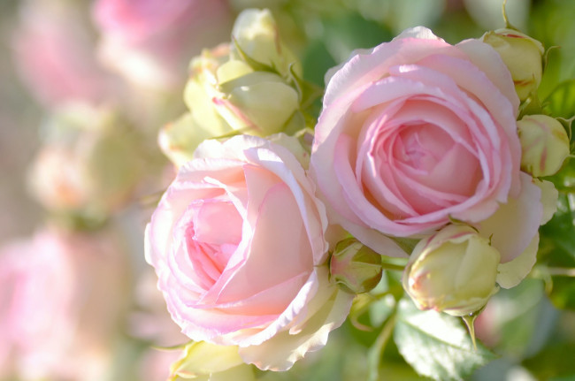 Обои картинки фото цветы, розы, макро, бутоны