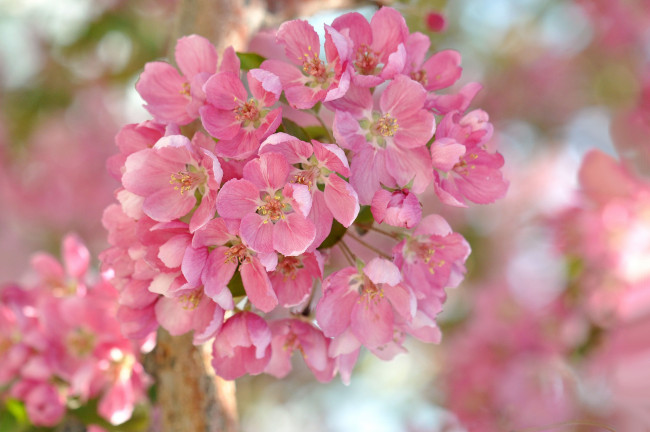 Обои картинки фото цветы, цветущие деревья ,  кустарники, apple, flowers, leaves, branch, яблони, листья, ветка