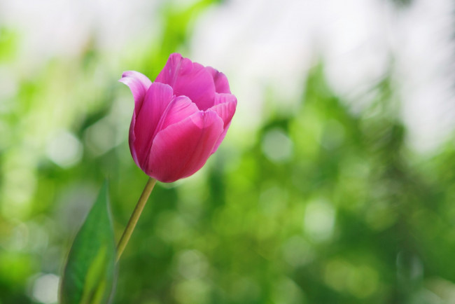 Обои картинки фото цветы, тюльпаны, розовый