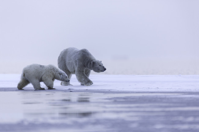 Обои картинки фото животные, медведи, лед