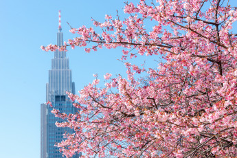 Картинка цветы сакура +вишня весна вашингтон сша дерево
