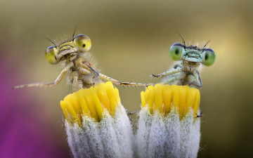 Картинка животные стрекозы фон природа насекомые