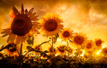 Картинка цветы подсолнухи небо солнце