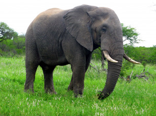 Картинка слон животные слоны бивни