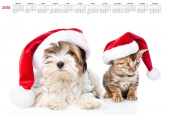 обоя календари, животные, шапка, белый, фон, собака, кошка