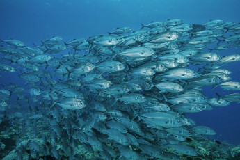 Картинка животные рыбы море стая морские глубины