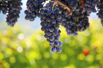 Картинка природа Ягоды +виноград grapes виноградник leaves the vineyard виноград грозди листва
