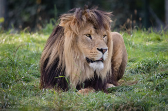 Картинка животные львы лев природа отых