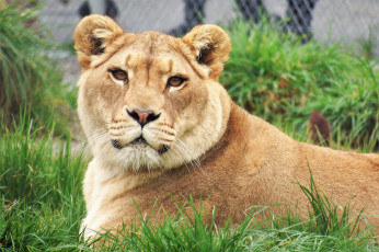 Картинка животные львы львица отдых трава природа