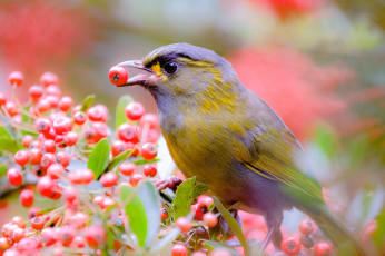 Картинка животные птицы ягоды ветки дерево птица природа