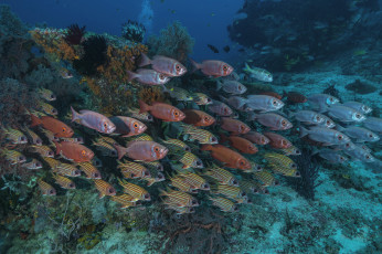 Картинка животные рыбы море морские глубины рыбка