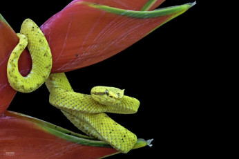 Картинка животные змеи +питоны +кобры цветок змея желтая темный фон