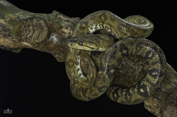 Картинка животные змеи +питоны +кобры змея ветка темный фон