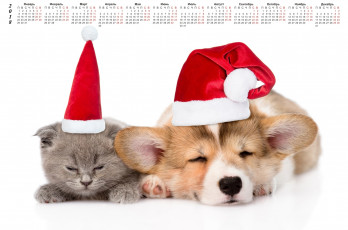 Картинка календари животные собака кошка шапка белый фон