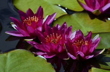Картинка цветы лилии+водяные +нимфеи +кувшинки кувшинка листья цветение вода природа