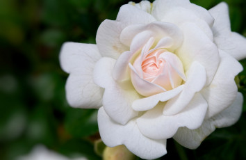 Картинка цветы розы роза белая макро
