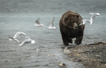 Картинка животные медведи природа медведь чайки