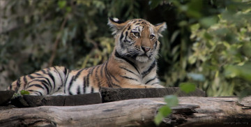 Картинка животные тигры тигр животное природа отдых