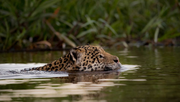 Картинка животные Ягуары ягуар животное природа плывет вода